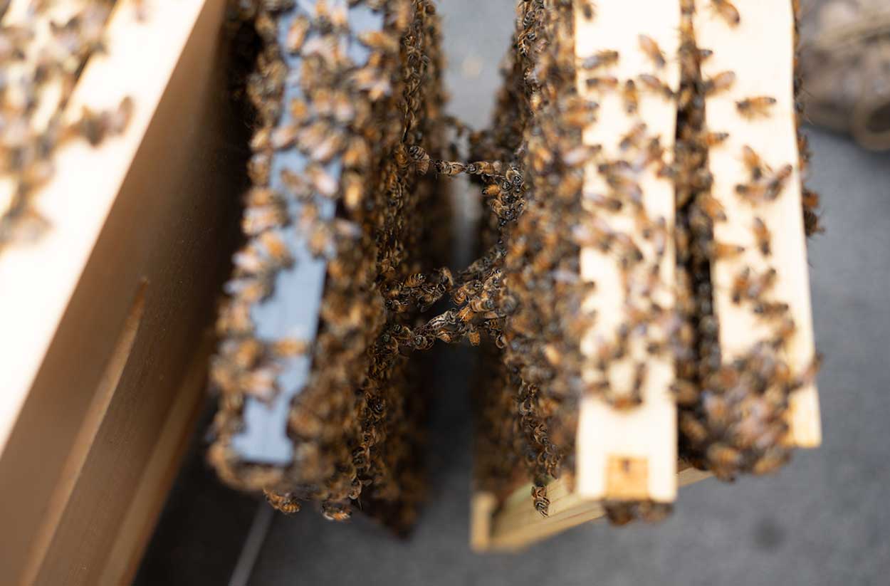 Photo of bees swarming around the hives now situated on the Cypress building rooftop