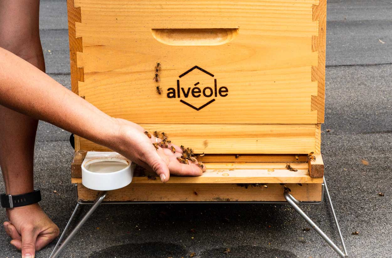 Photo of bees walking over a persons hand, as they administer to a beehive
